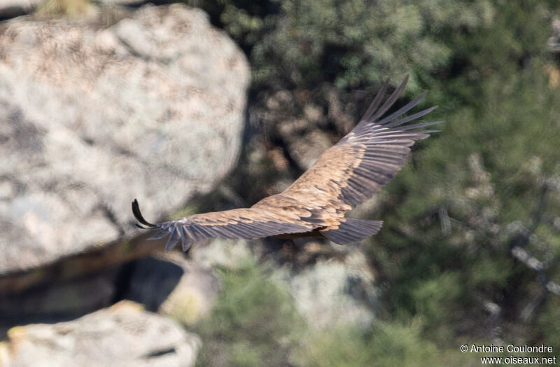 Griffon Vultureadult, Flight