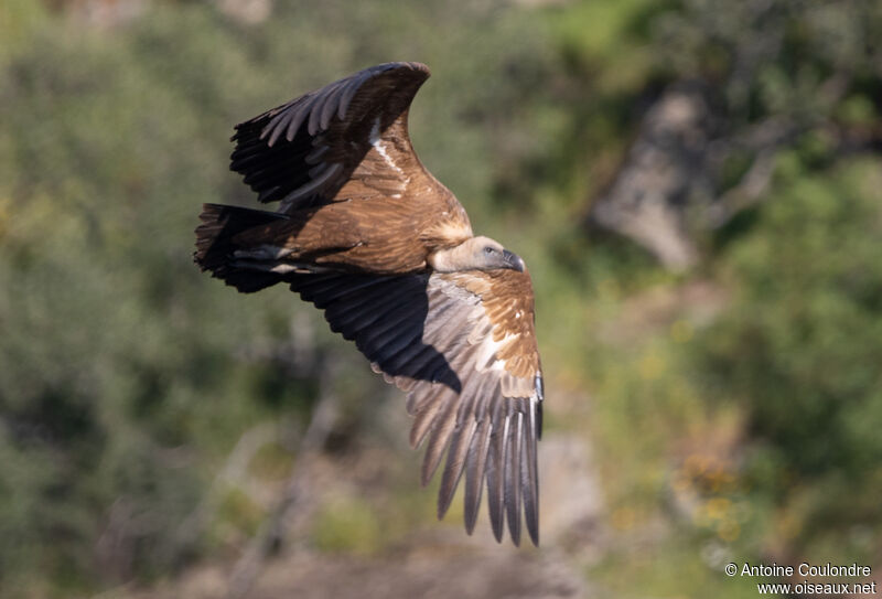 Griffon Vultureadult, Flight