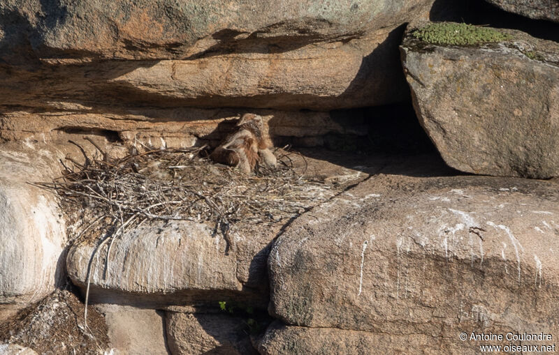 Griffon VulturePoussin, Reproduction-nesting