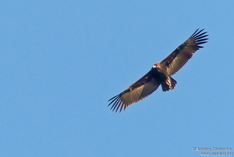 Cinereous Vultureadult, Flight