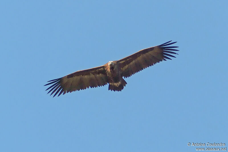 Cinereous Vultureadult, Flight