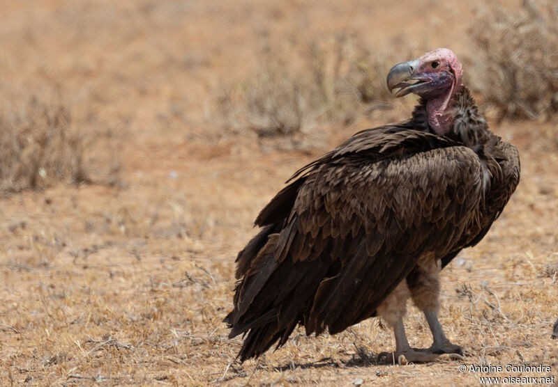 Vautour oricouadulte