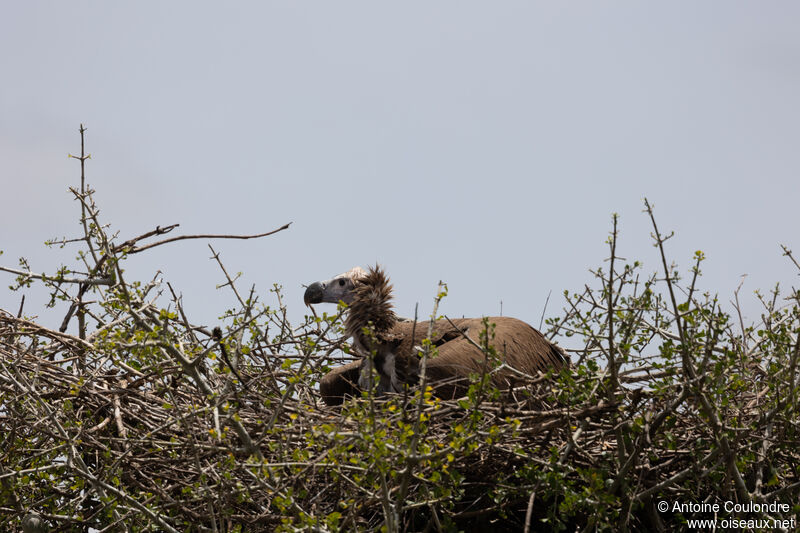 Lappet-faced Vultureadult, Reproduction-nesting