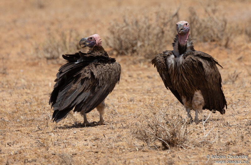 Lappet-faced Vultureadult