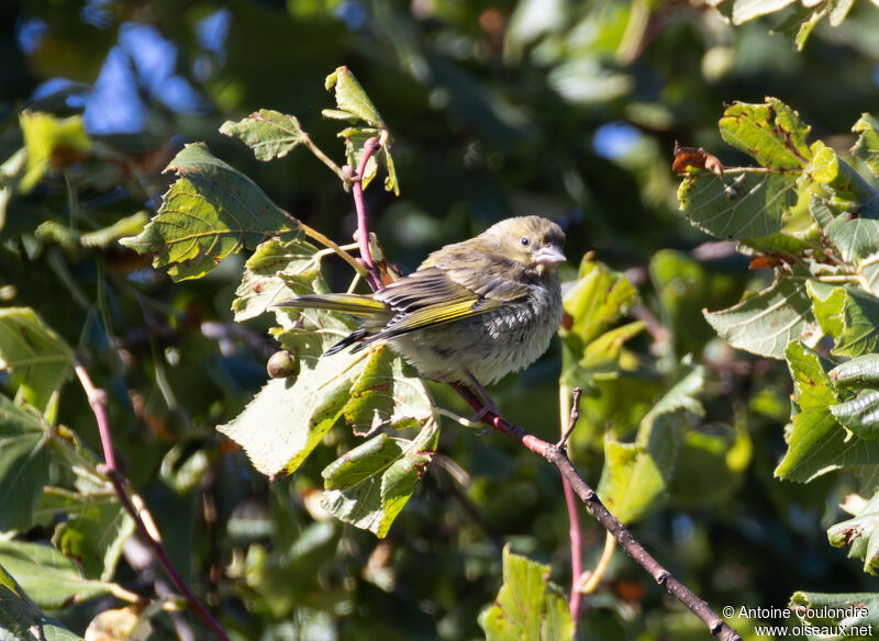 Venturon montagnard femelle adulte internuptial