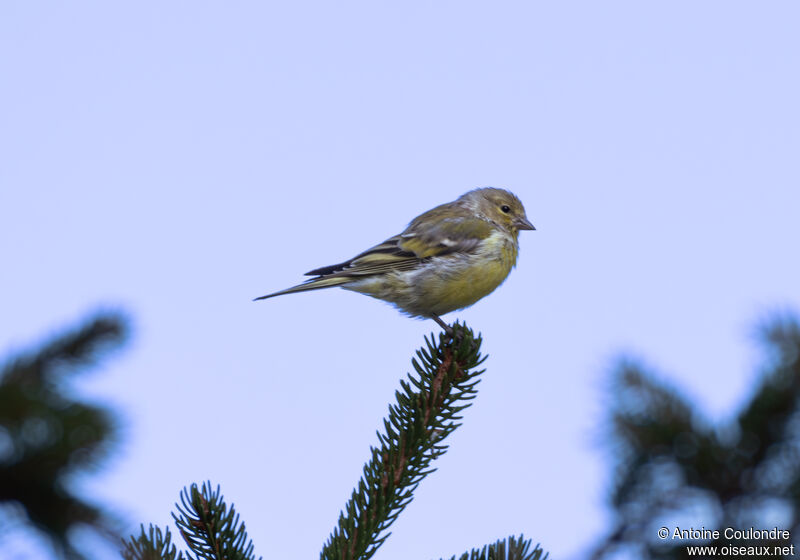 Citril Finchadult post breeding