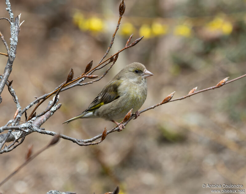 European Greenfinch female adult breeding