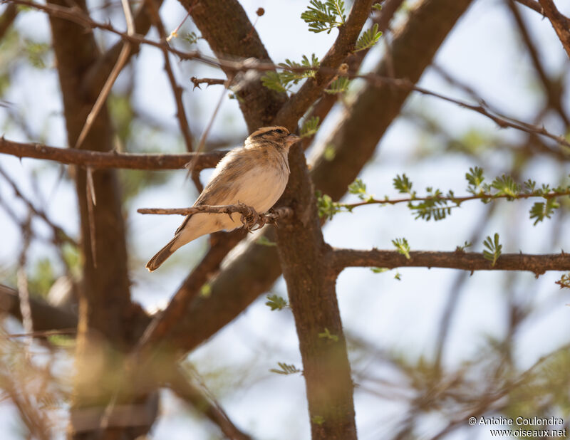 Pin-tailed Whydah female adult breeding