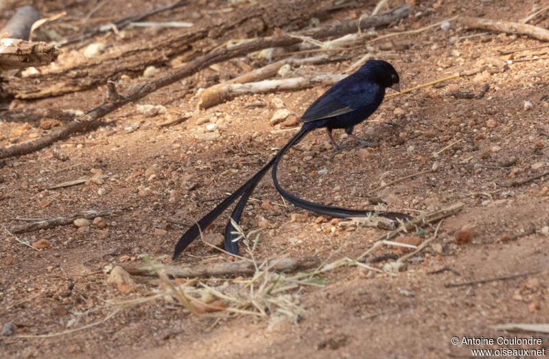 Steel-blue Whydah male