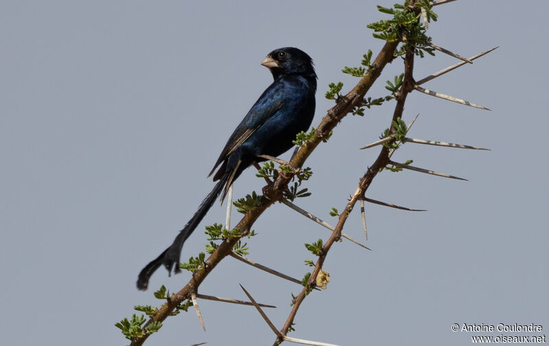 Steel-blue Whydah male