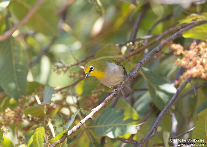 Ethiopian White-eyeadult