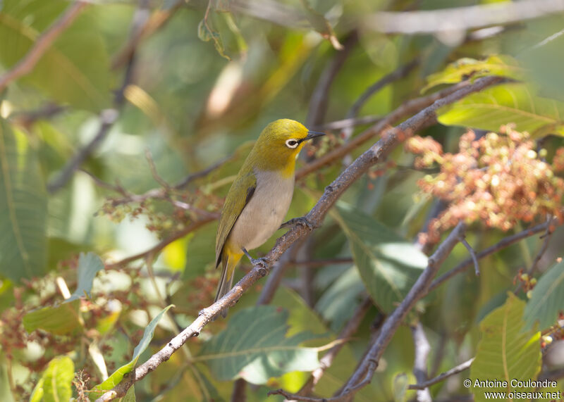 Ethiopian White-eyeadult