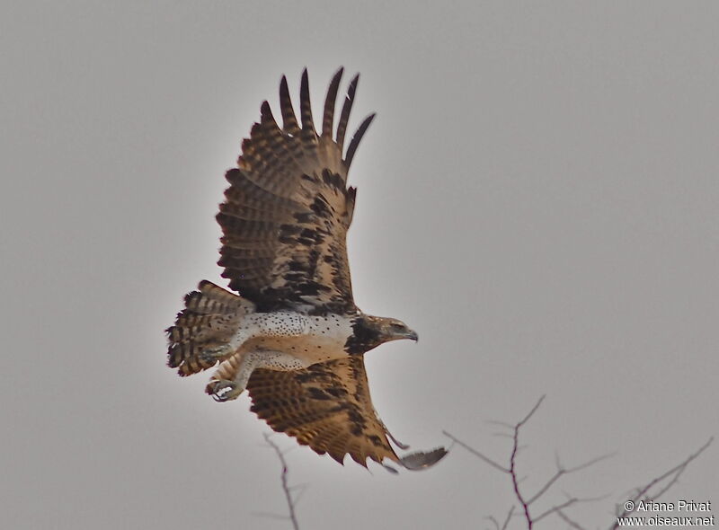 Aigle martialadulte