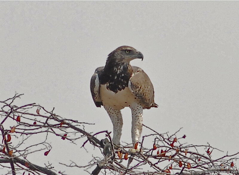 Martial Eagle