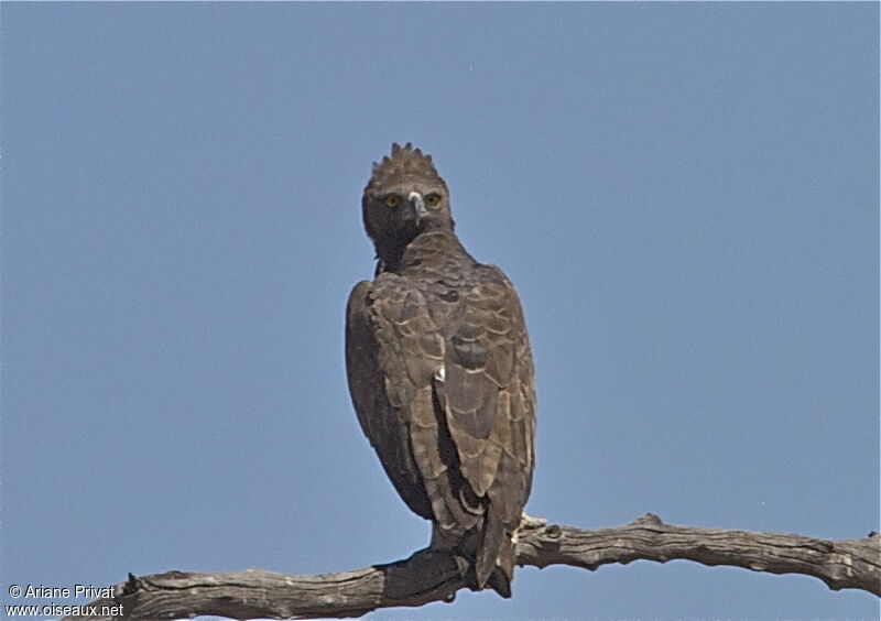 Martial Eagle