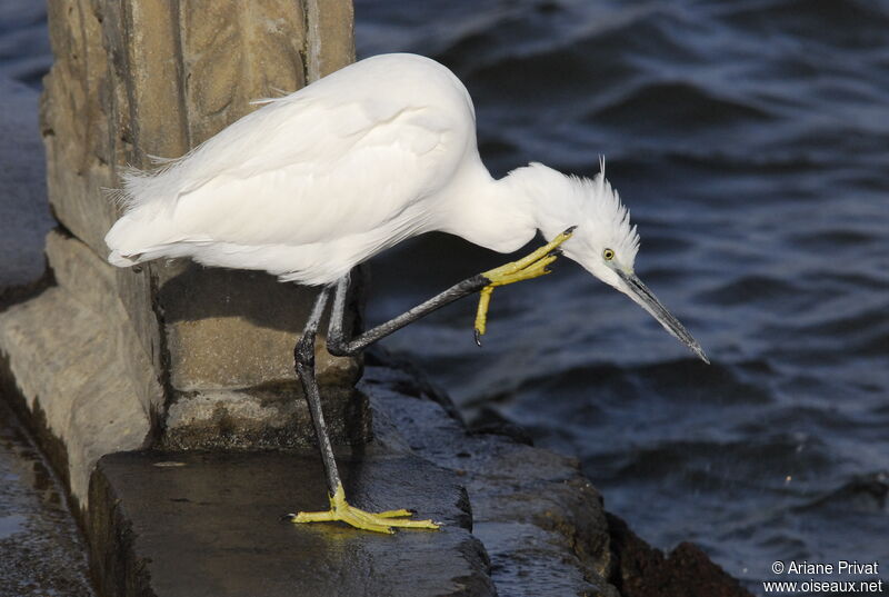 Little Egretadult