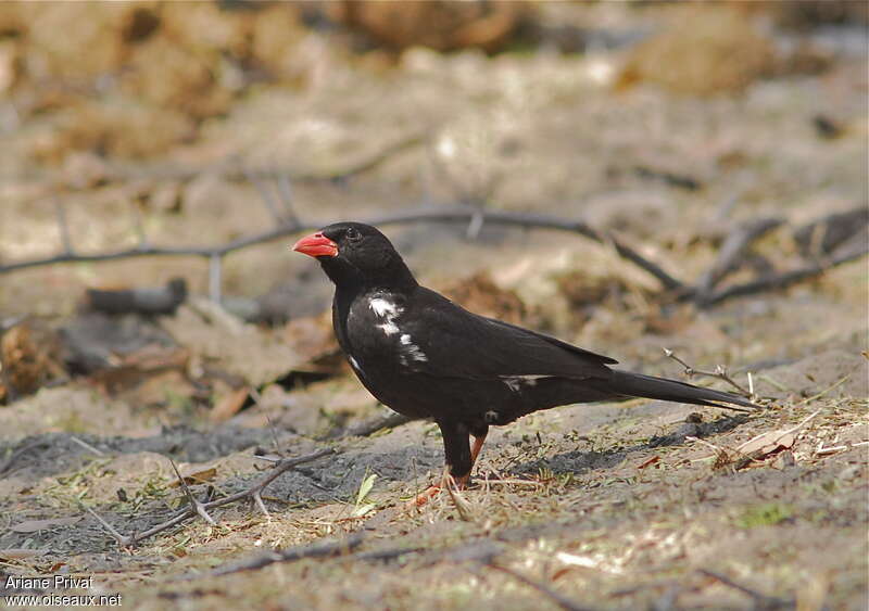 Alecto à bec rouge mâle adulte, identification