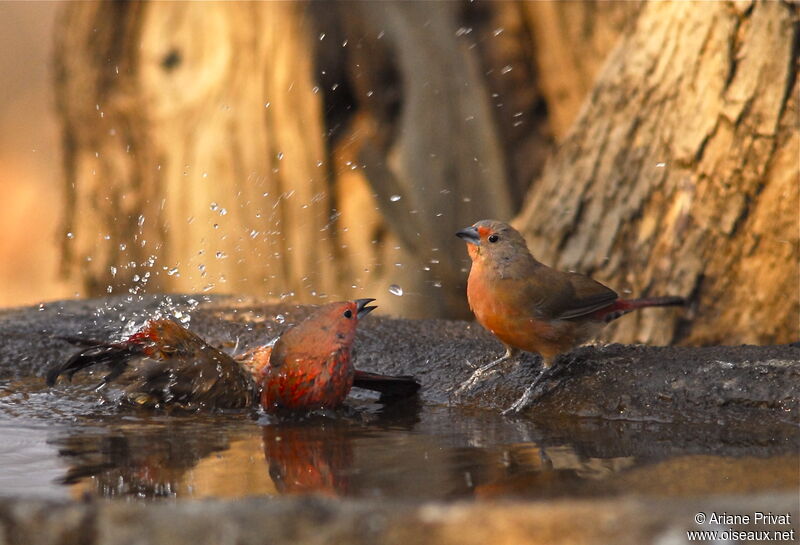 Jameson's Firefinch 