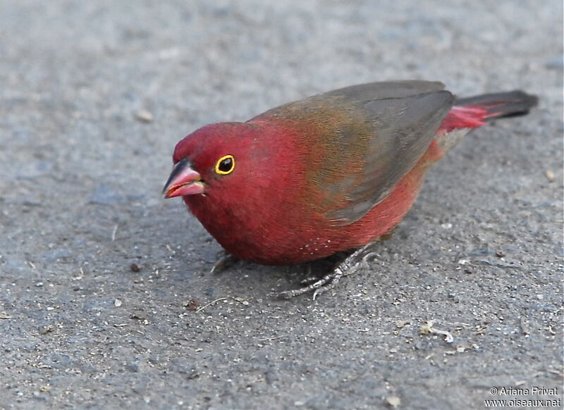 Red-billed Firefinch male adult