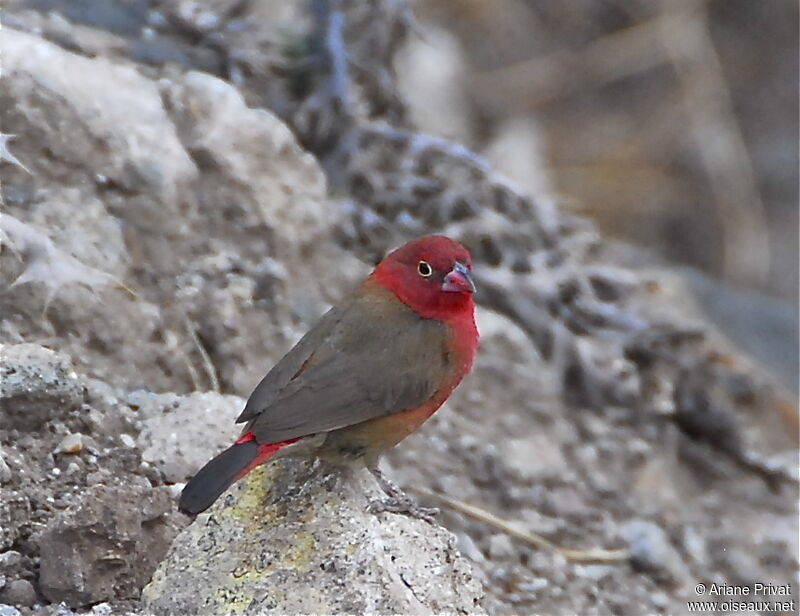 Red-billed Firefinch male adult