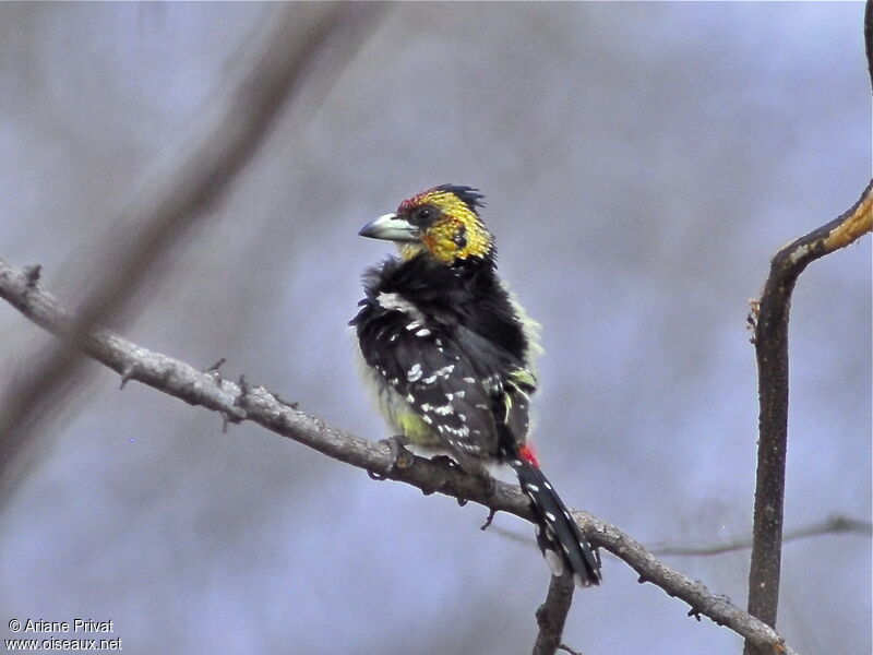 Crested Barbet