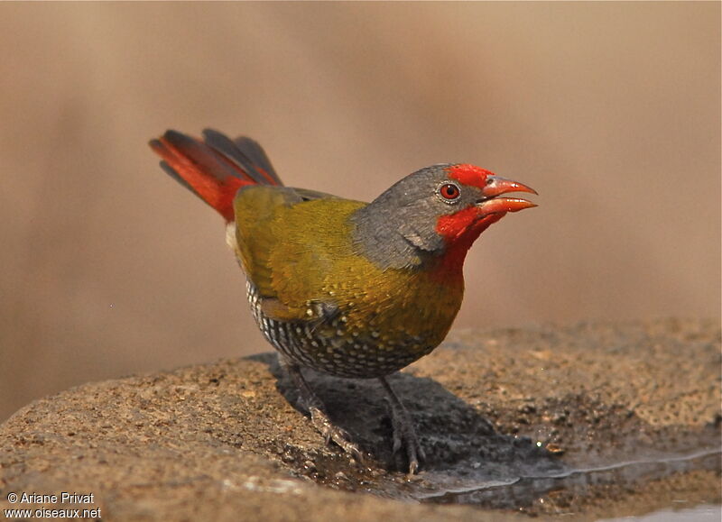 Green-winged Pytilia male