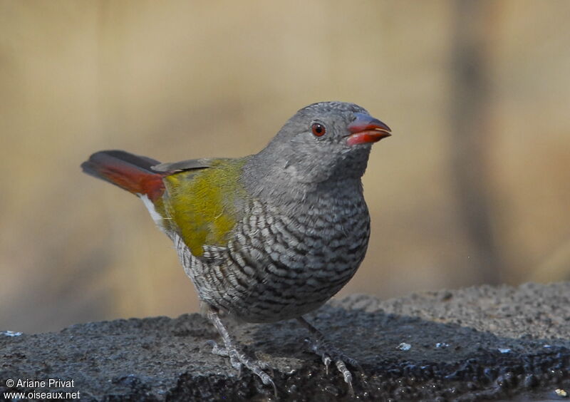 Green-winged Pytilia female adult