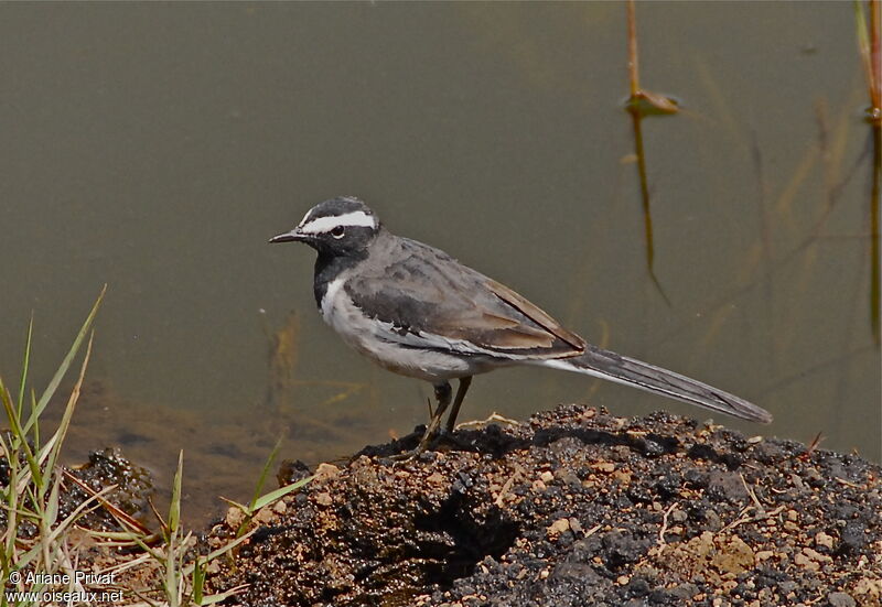 White-browed Wagtail