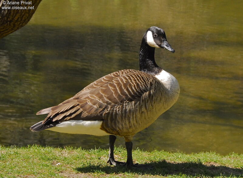 Canada Goose