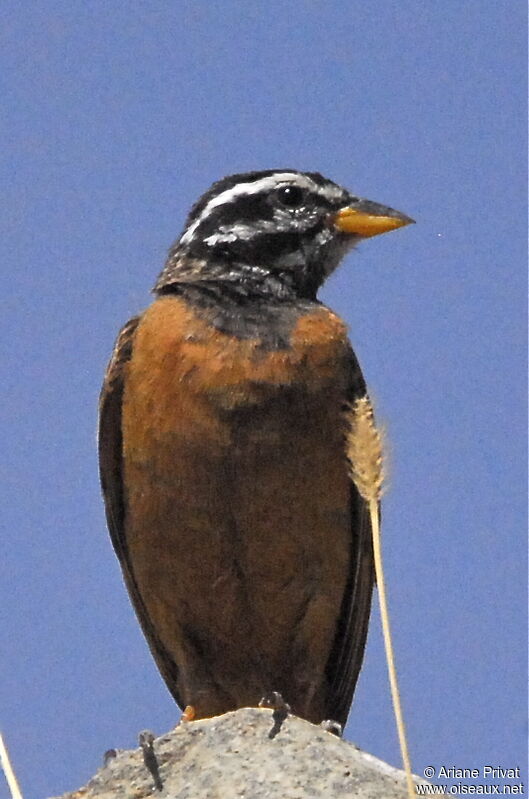 Cinnamon-breasted Bunting