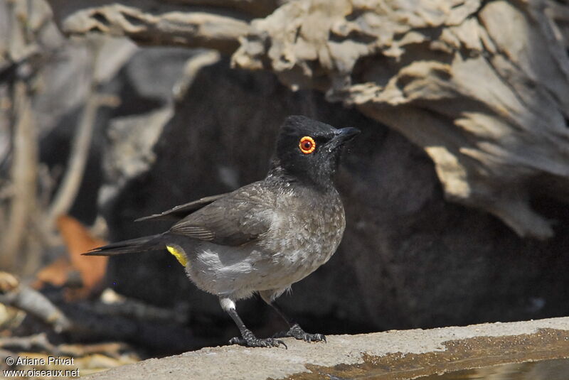 African Red-eyed Bulbul