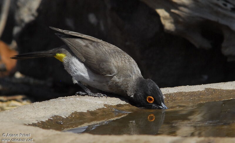 Bulbul brunoir