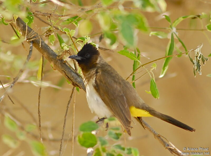 Dark-capped Bulbul