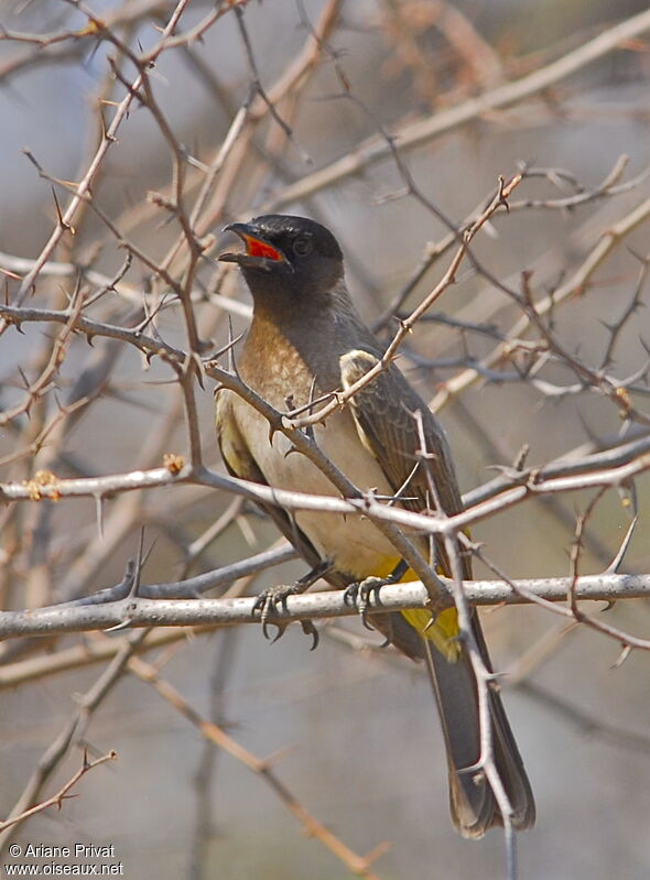 Dark-capped Bulbul