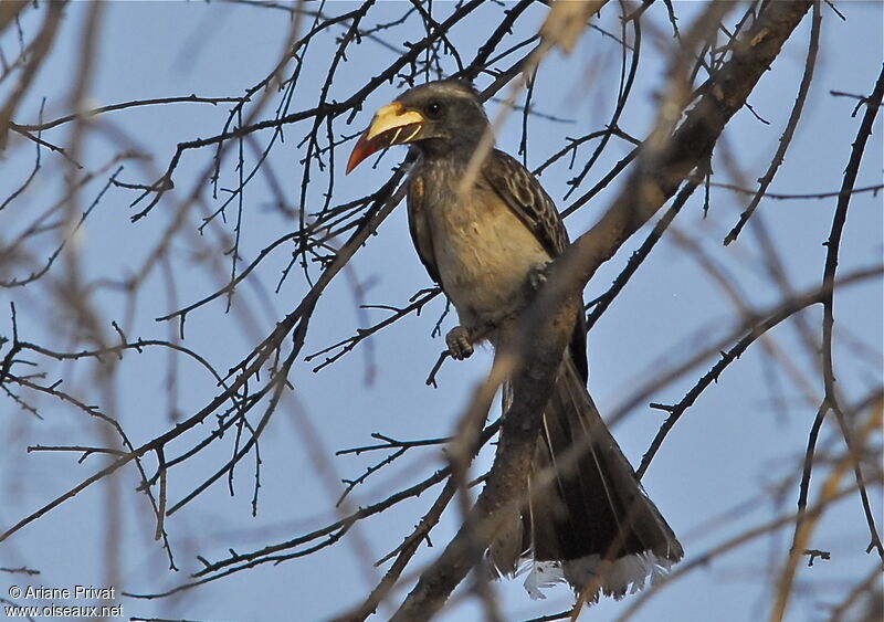 African Grey Hornbill female adult