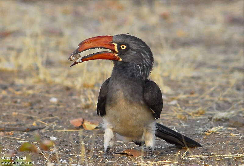 Crowned Hornbilladult