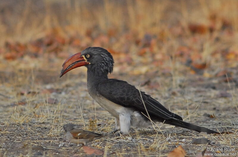 Crowned Hornbill