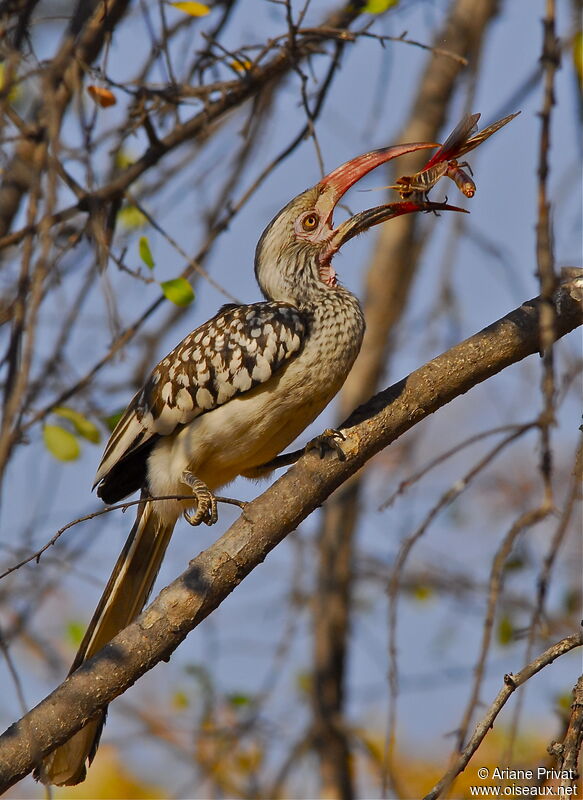 Southern Red-billed Hornbill