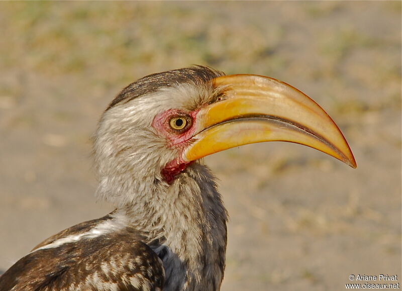 Calao leucomèle