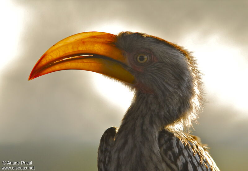 Southern Yellow-billed Hornbill