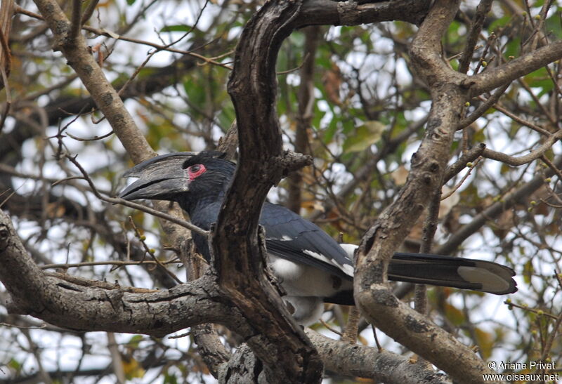 Trumpeter Hornbill