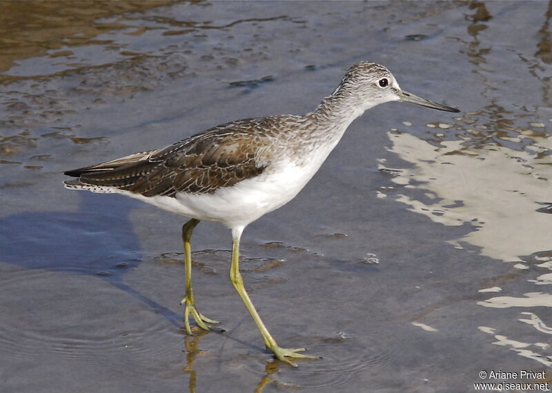 Common Greenshank