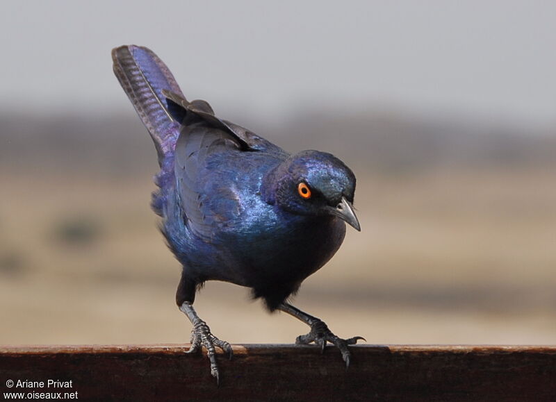 Choucador à oreillons bleus