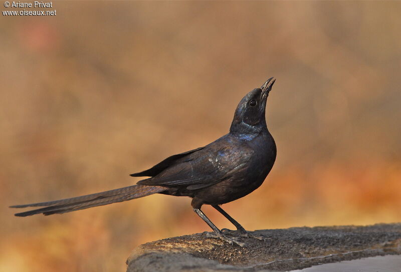 Meves's Starling