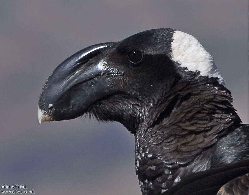 Thick-billed Ravenadult, close-up portrait