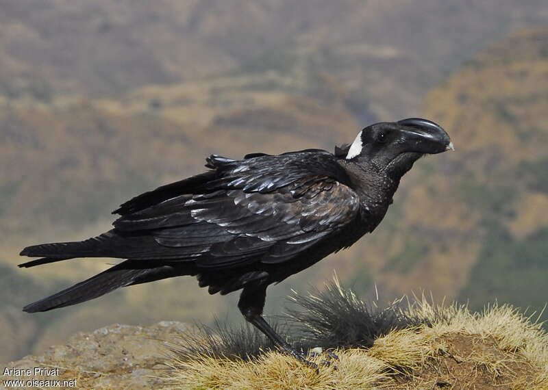 Thick-billed Ravenadult, identification