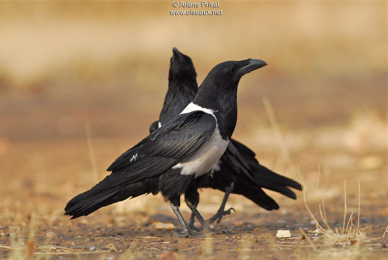 Pied Crowadult