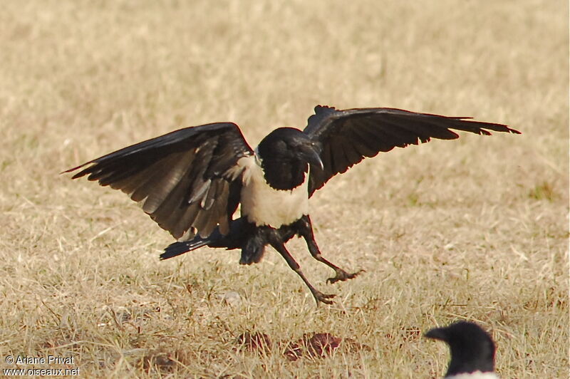 Corbeau pie