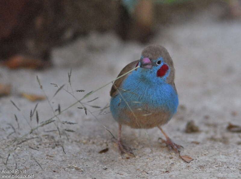 Cordonbleu à joues rouges mâle adulte, portrait