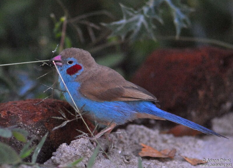 Red-cheeked Cordon-bleu male adult